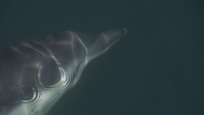 A dolphin swims beneath the waters surface casting shimmering ripples of light underwater