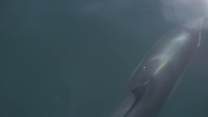 A dolphin glides gracefully just below the dark ocean surface its sleek body reflecting sunlight as it swims forward