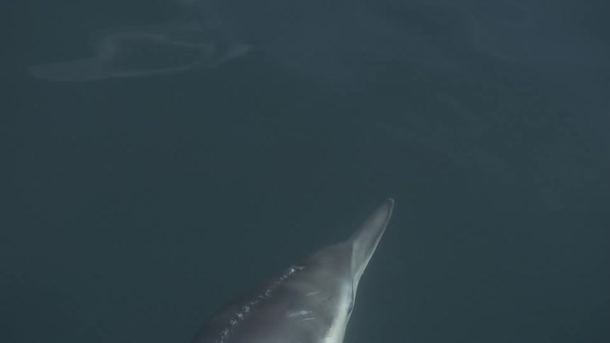 Two dolphins drifting underwater close to the surface outdoors during day time