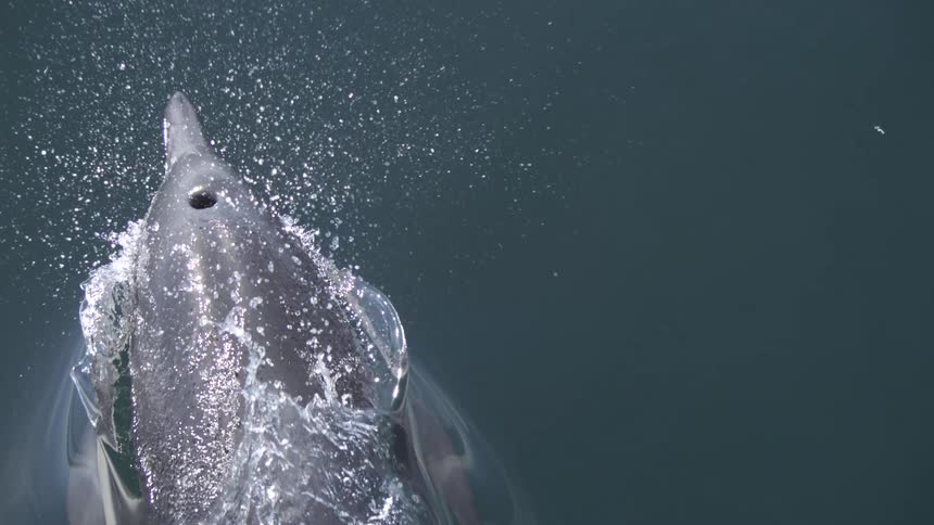 The head of a dolphin breaks the surface of the water with sunlight brightly reflecting off the ripples along its rostrum