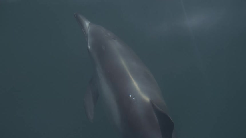 A dolphin swims gracefully underwater as sunlight streams down the surface