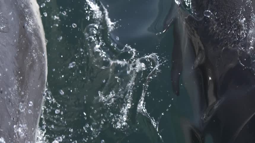 Two dolphins swimming and breaching on the water outdoors during day time