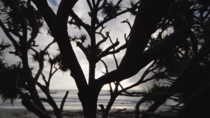 Coastal tree silhouettes frame the sea with gentle waves under a cloudy sky