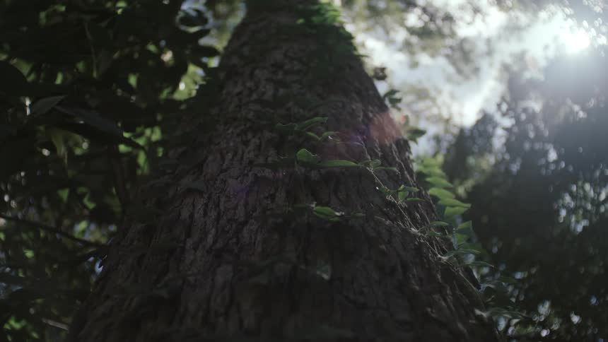 The view from below captures a thick ivycovered tree trunk towering upwards toward a bright lens flare and the dense sundappled forest canopy