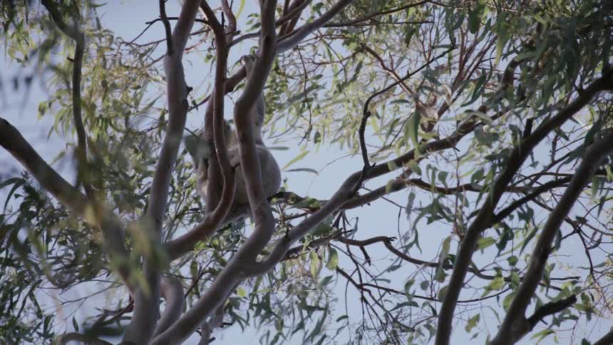 A koala rests peacefully on the high branches of a eucalyptus tree in a tranquil forest canopy