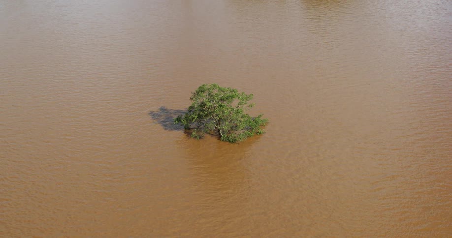 A tree is submerged by floodwaters in an open area at midday