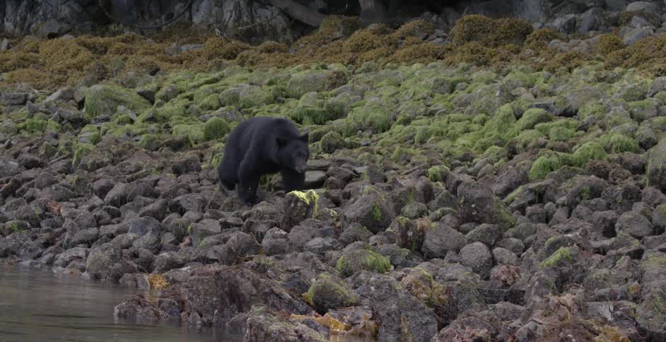 A bear walks along the rocks by the water
