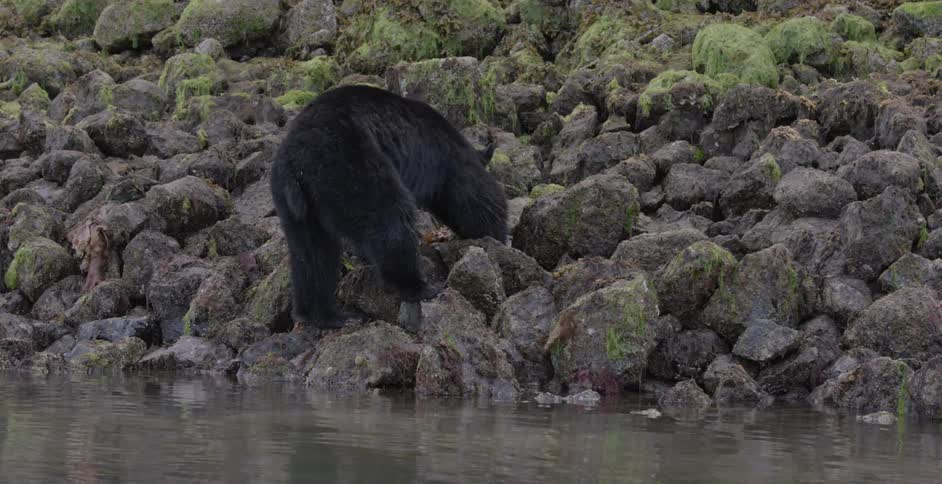 Bear is lifting and looking under rocks next to body of water