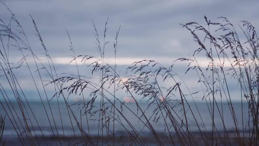 Three cargo ships are seen from the shore in the distance out at sea from a grassy shoreline at evening time