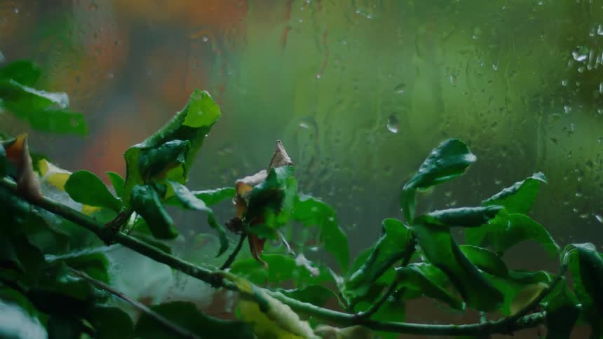 Close up of rainwater pouring on plant leaves outside a glass window during daytime