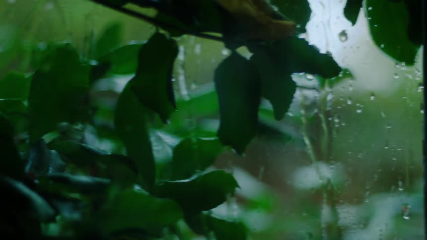 Raindrops streak down a windowpane blurring the view of lush green plants outside and creating a serene moody atmosphere