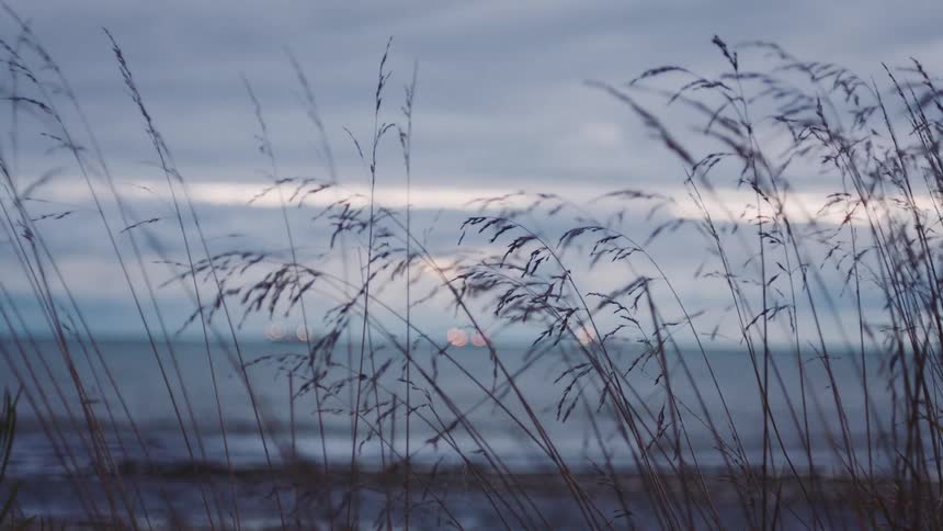A shot focuses first on three ships sitting on the dark choppy horizon under an overcast sky then pulls focus to the foreground featuring tall swaying brown grass and the rocky beach below