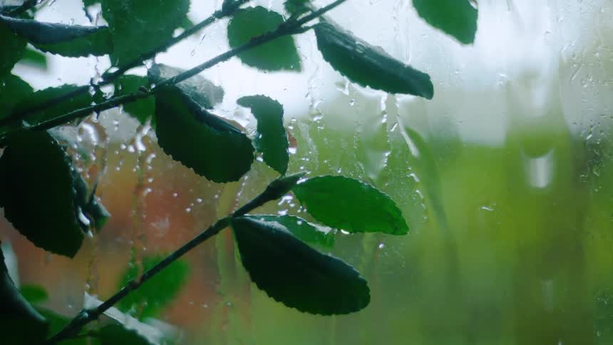 The small green leaves of a plant seen through a glass with raindrops running down it