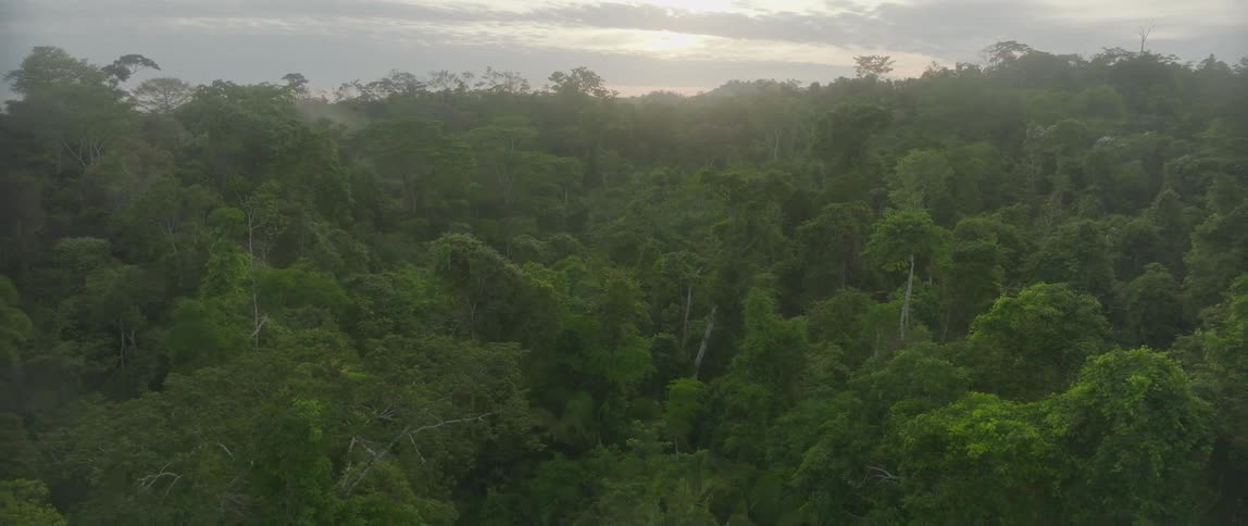Dense tropical forest canopy under cloudy sky with mist over treetops at dusk