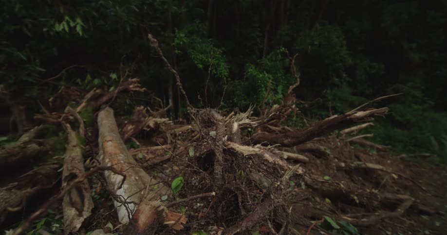 Broken tree trunks on the soil next to a forest outdoors during day time