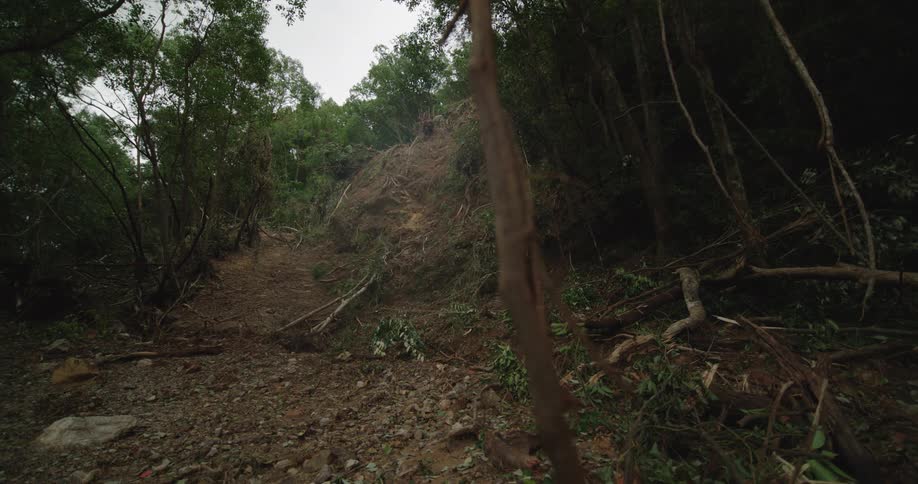 A path in a forest area during daytime
