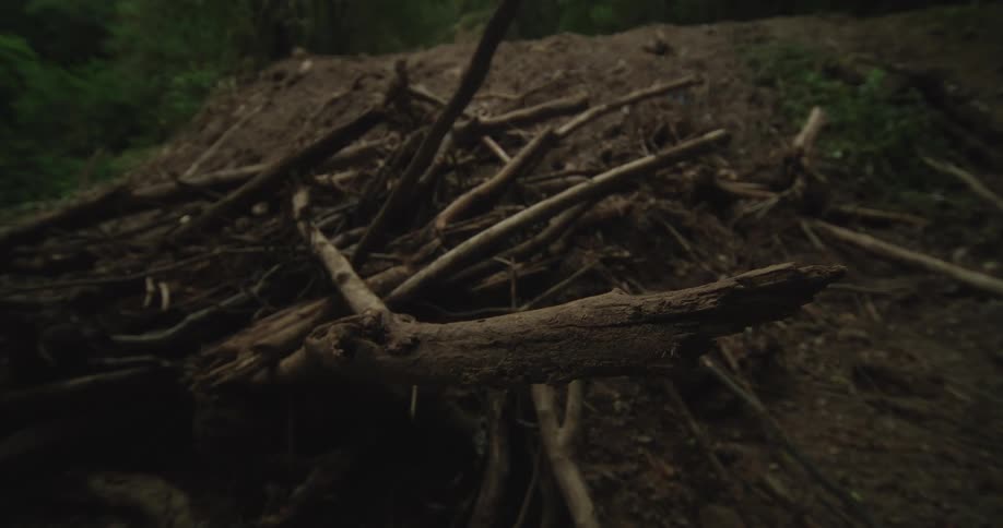 A close up of some wood cut down in a forest