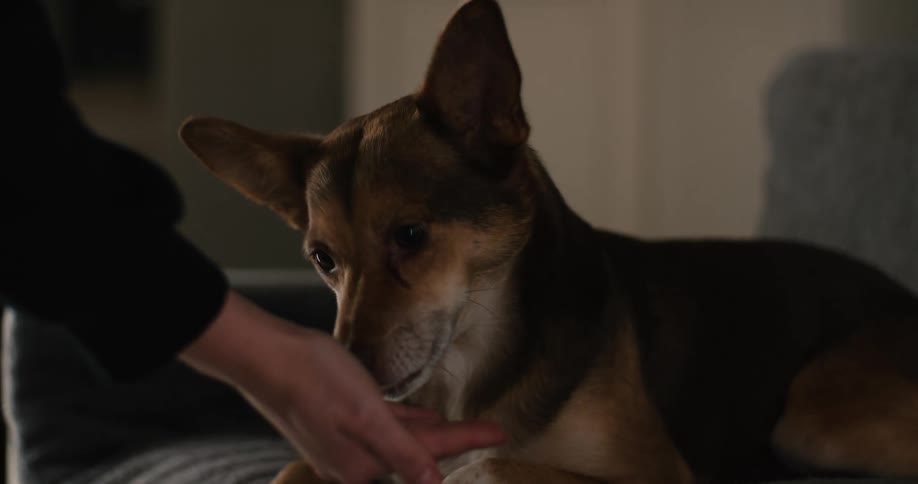 Dog licking food from the hand of a female adult woman indoors