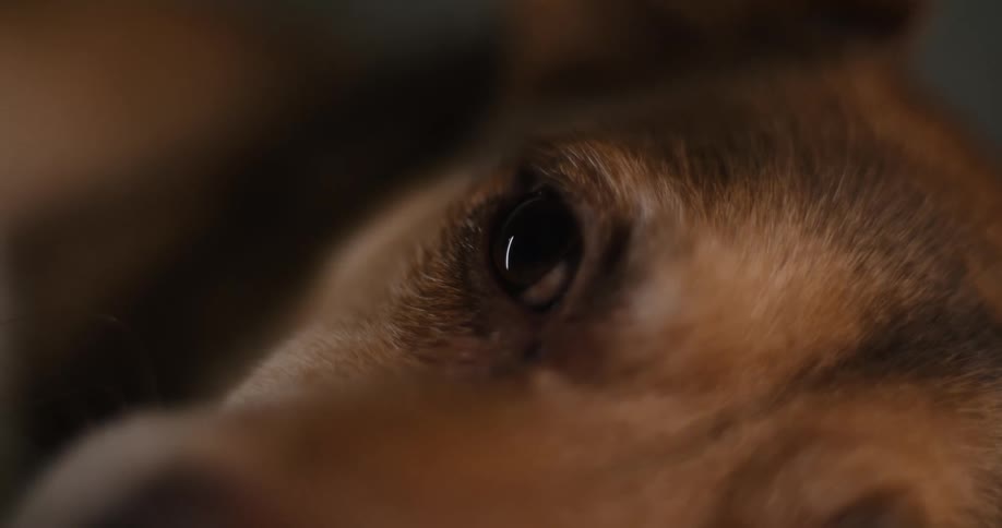 A very close intimate shot focuses on the large brown eye of a dog resting in dim light showing the slight movement and blinking of the eye framed by the dogs reddishbrown fur