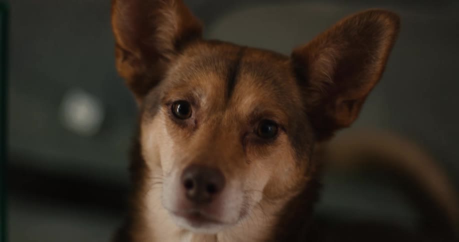 A cute brown dog with big expressive eyes looks attentively forward ears perked up