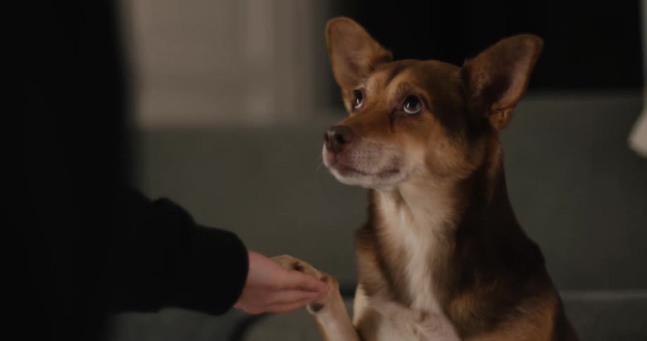 A very close view of a brown and white dog giving its paw to a persons hand in a warm low lit indoor setting