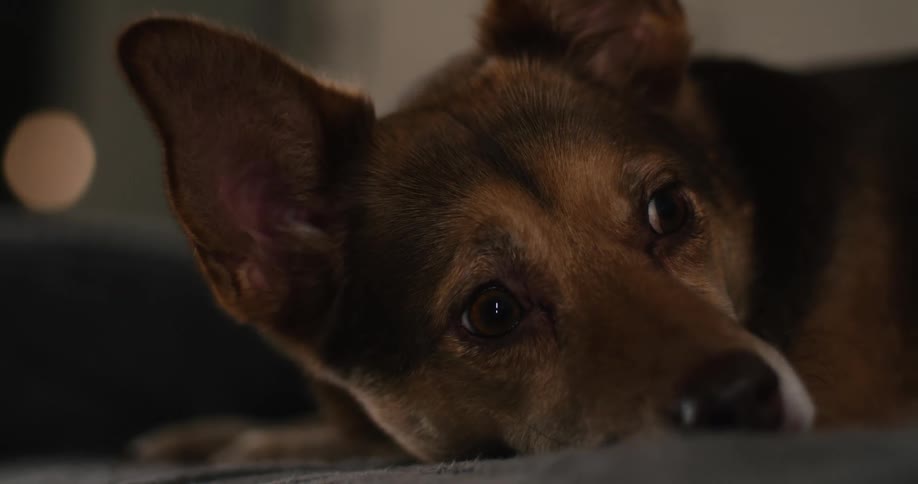 A dog laying around resting
