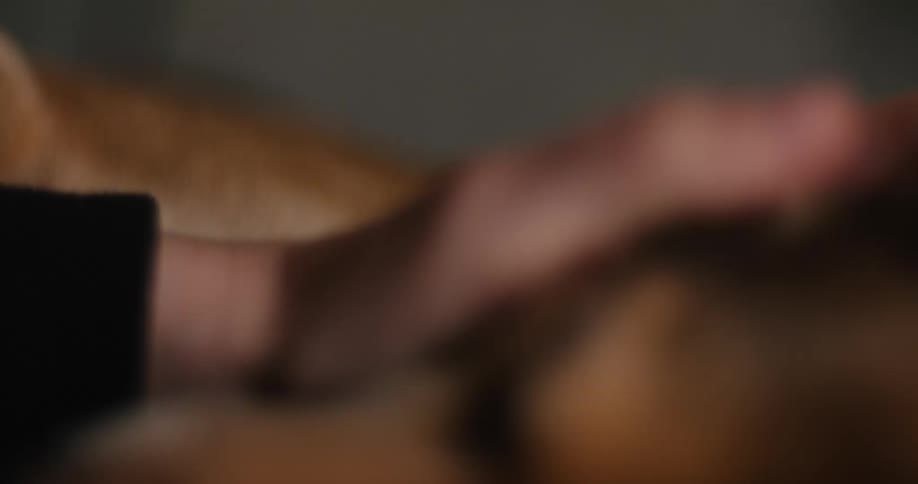 Hand touching a lying brown dog