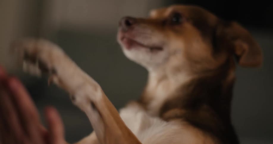 Dog playing with his paws against male human hands indoors