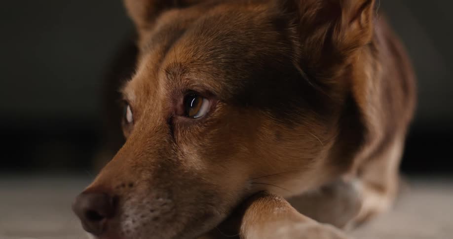 A closeup shot of a brown dog lying down indoors resting its head on a front paw while looking offcamera with a contemplative expression