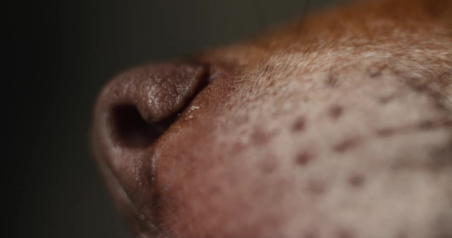 A close up of an animals snout
