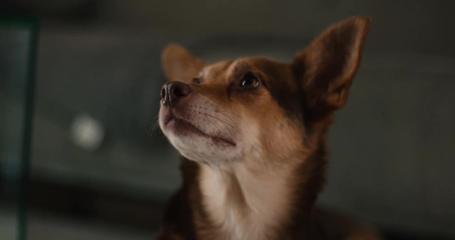 Brown and white dog gazes attentively with upright ears in softly blurred indoor setting