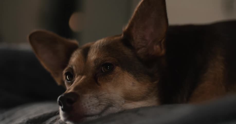 A close view of a small brown and black dog with large ears lying down on a dark blanket with its eyes slowly closing in a low light indoor setting