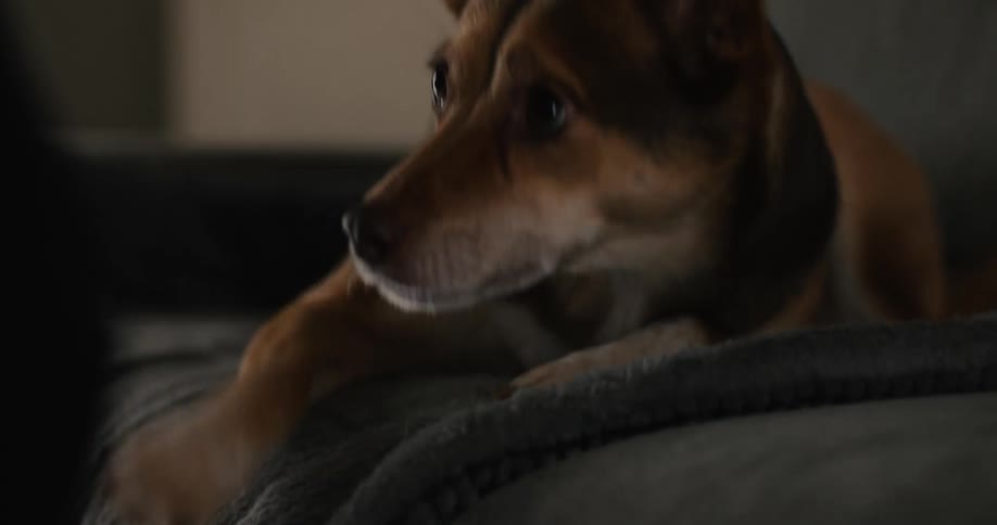 A close view shows a small brown dog raising its front paw to interact with a humans hand in a dimly lit indoor setting