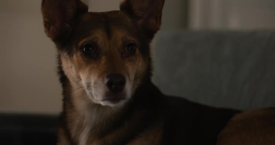 A dog lying on a sofa