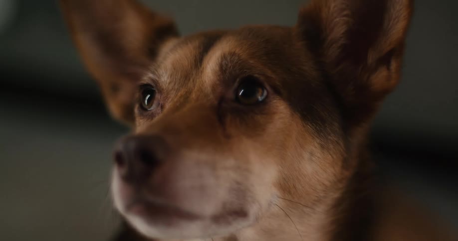 Dog wiggling its tail indoors