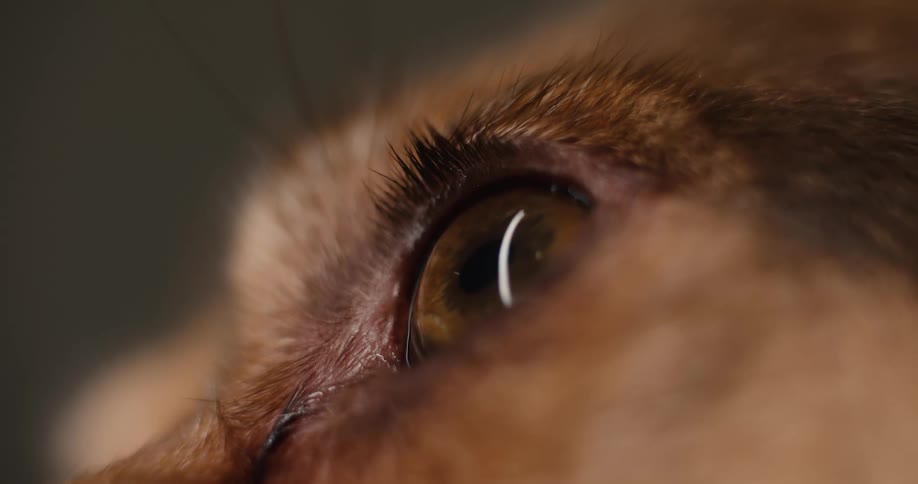 A static extreme closeup shot captures the intense amber eye of an animal showing the detail of its fur lashes and the light reflection on the surface of its iris