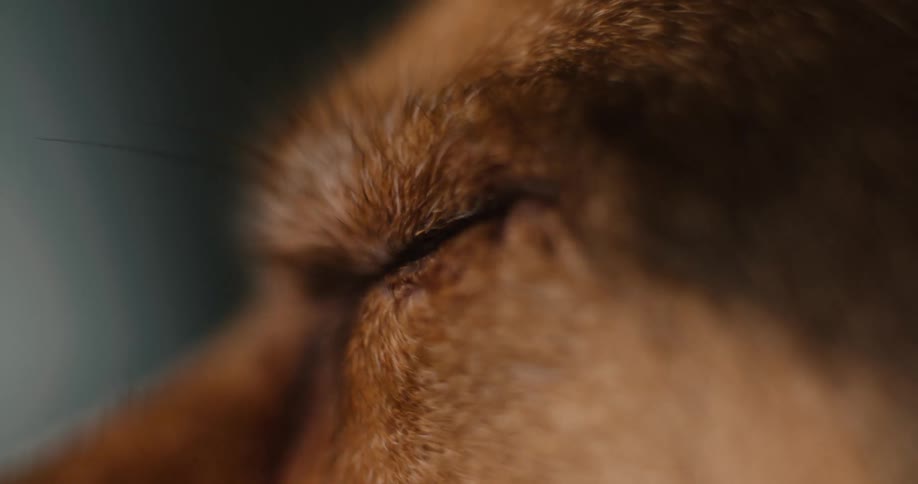 Reddish fur surrounds amber dog eye in sharp and expressive closeup