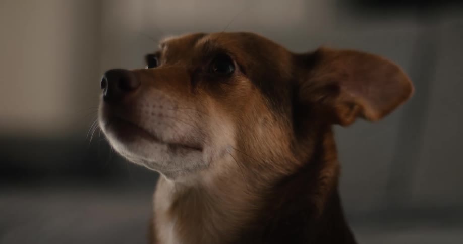 A dog looking to the left