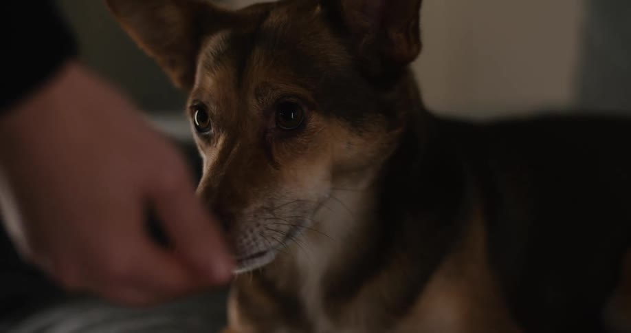 Person feeds a dog by hand