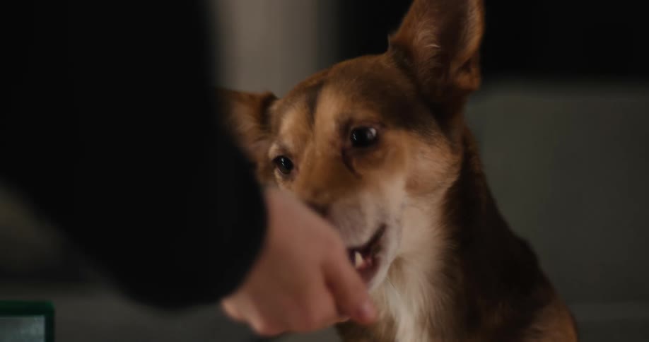 Dog eating food from a hand indoors