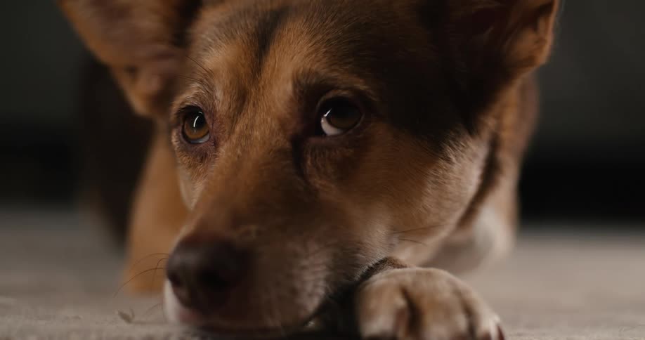 A medium closeup of a brownandwhite dog resting its head on a paw as it lies on the floor blinking slowly with a patient expression in low soft lighting