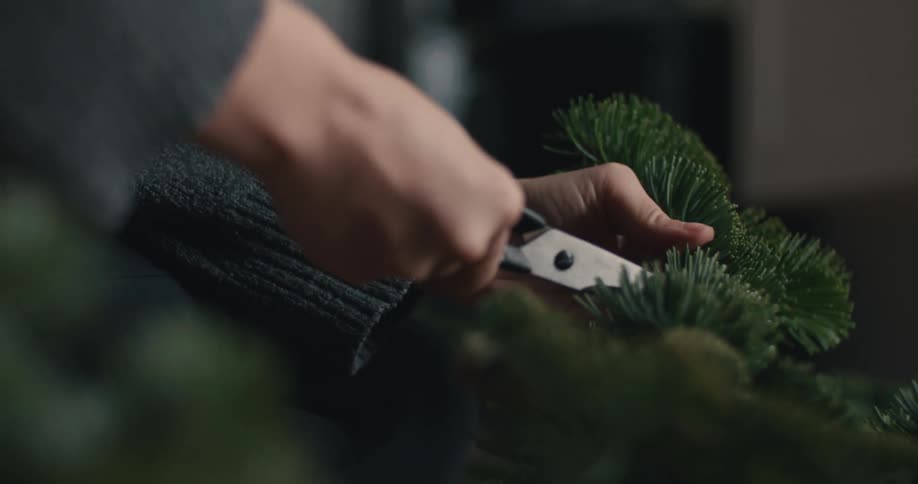 Hands using pruning shears to cut green pine branch over dark surface