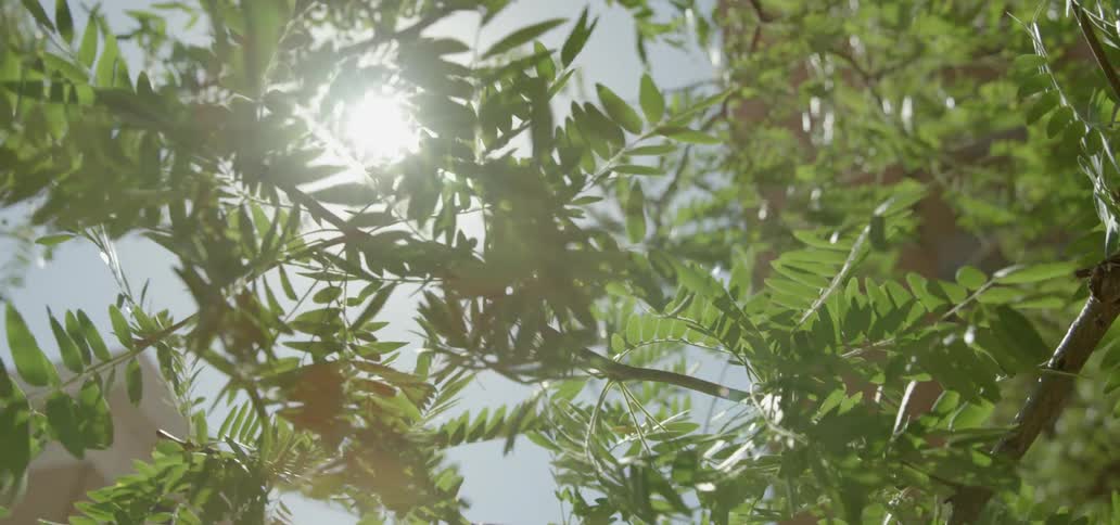 The sun shining through leaves and tree branches