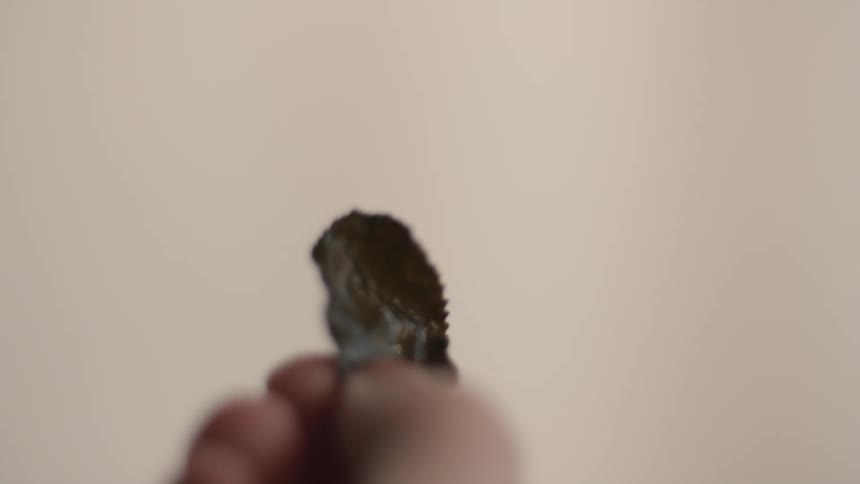 A hand holds up a small dark irregularly shaped piece of material against a light background the material appears to be a mineral crystal or possibly a fragment of a dark resin or dried herb and is held close to the camera moving slightly out of fo