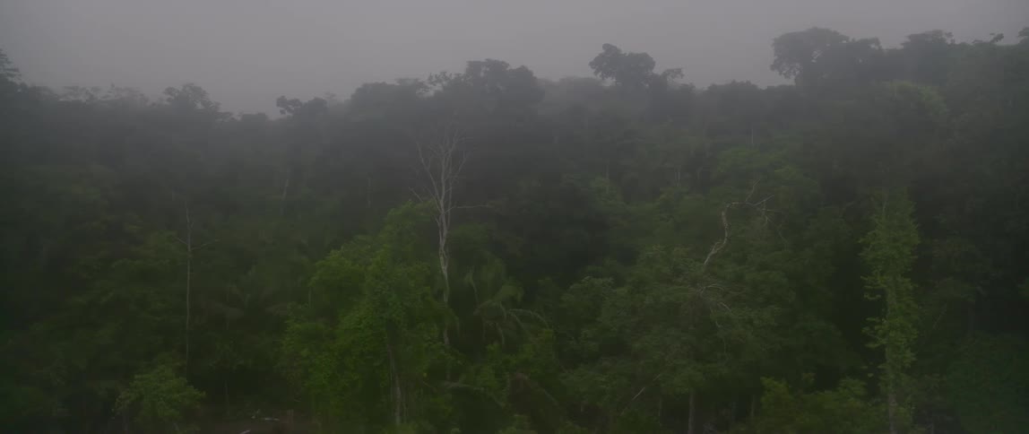 An aerial shot captures a dense vibrant green jungle or forest landscape enveloped in thick gray fog and mist showcasing the tops of the tree canopy on a gloomy day