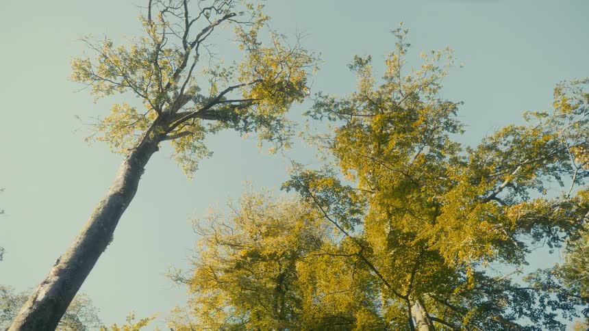 Looking up at autumn trees