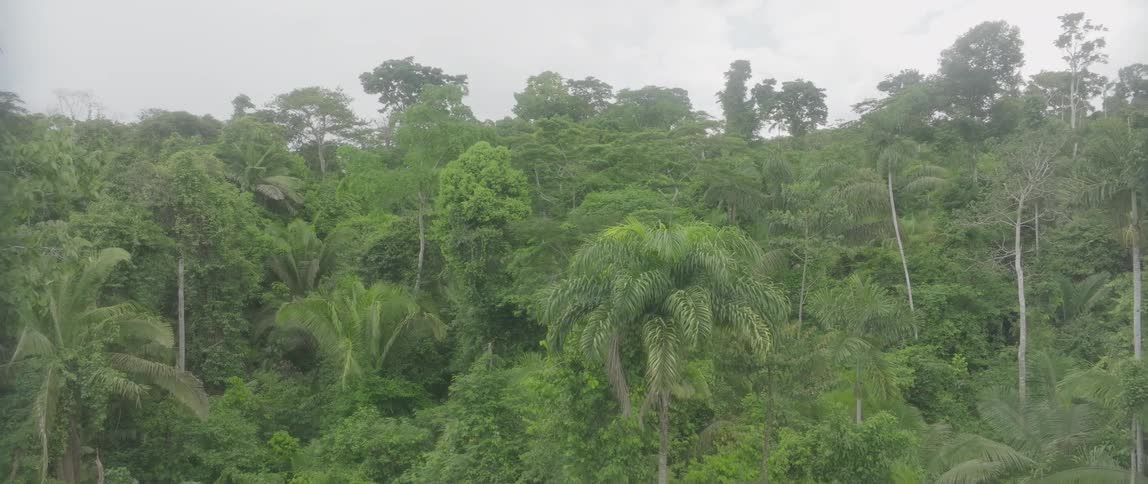 An expansive lush tropical rainforest covering a steep hillside under an overcast or cloudy sky featuring a dense canopy composed of various shades of green foliage including tall thin trees and large palm fronds in the foreground