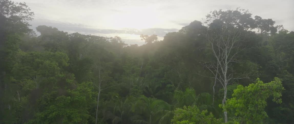 A view of trees in a forest