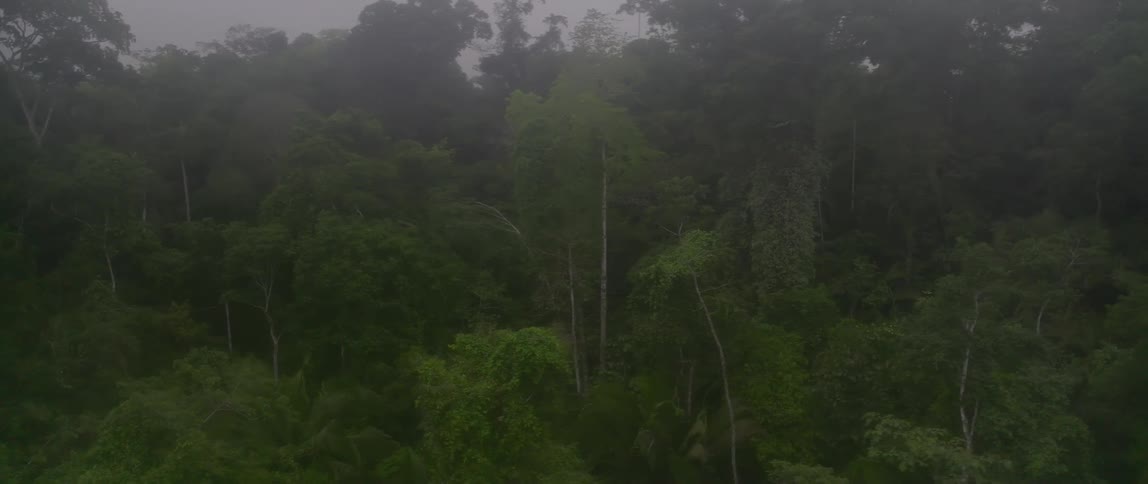 Moving steadily through a thick veil of mist the view glides over the lush emerald canopy of a dense rainforest that disappears into the foggy distance