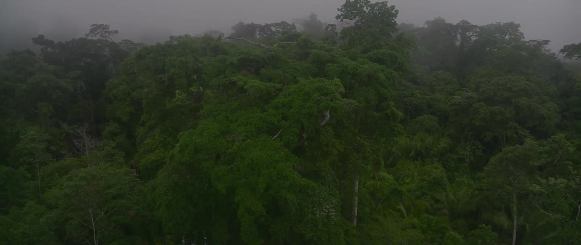 Tropical plants and treetops move in the breeze under a cloudy sky